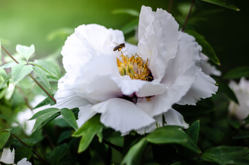 white flower peony