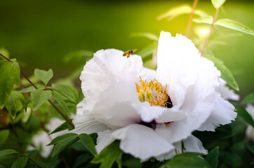 white flowers peony