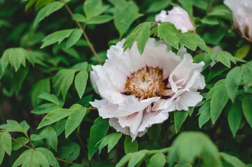 white and pink flower tree peony white flower