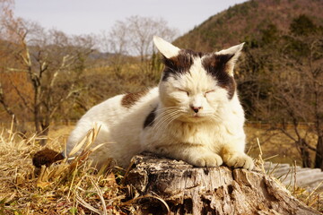 野良猫