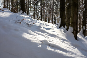 Zima w lesie iglastym, zbocze, teren pochyły pokryty śniegiem, krajobraz górski zimowy