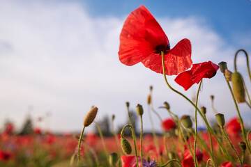 Beautiful summer day. Red poppy field.