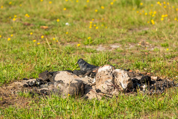 Feuerstelle nach einem Lagerfeuer am See