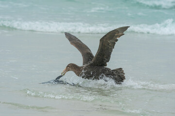 Obraz premium Southern Giant Petrel chasing Rockhopper Penguin.