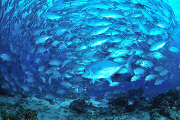 sipadanのギンガメアジの群とGT