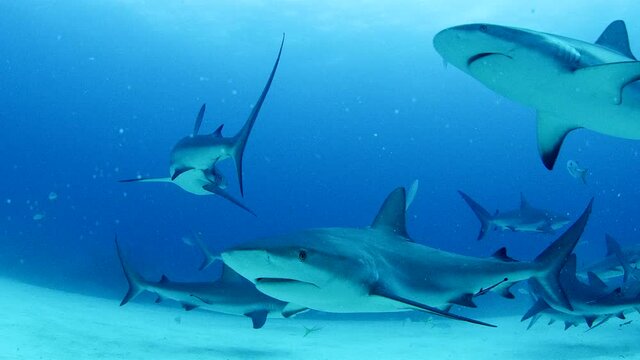 Shiver of sharks swimming in waters off Grand Bahama