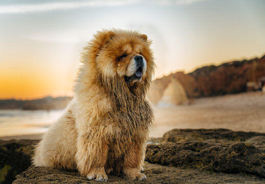 Chow chow dog portrait at sunset in the beach