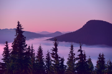 Silhouette of fir trees and mountains in the fog at dawn. Vintage hipster background. Natural...