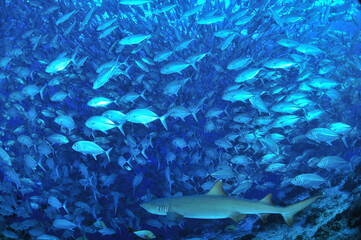 sipadanのギンガメアジの群とサメ。shark。