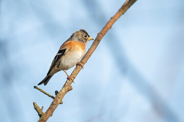 Brambling male, perched on a branch, in a forest in Scotland, close up in winter