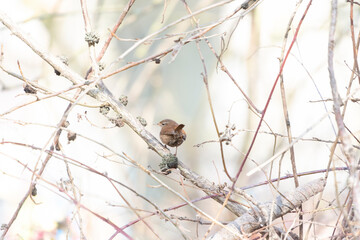 An Eurasian wren perched on a tree branch. Taken in Burgos, Spain, in February 2021.