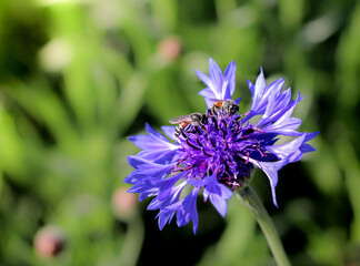 A bee is perched on purple flowers.