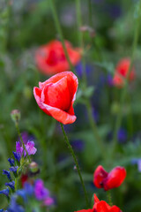 Obraz premium Colorful meadow. Red poppy flowers