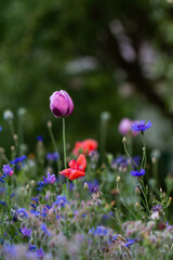 Beautiful garden flowers. Colorful meadow