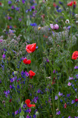 Colorful meadow. Red poppy flowers
