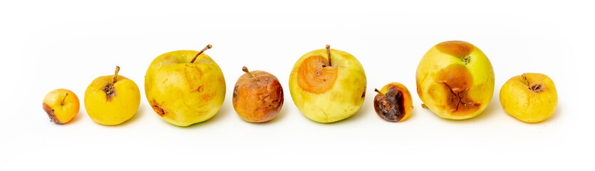 Set of rotten spoiled apples on a white background. A worm is crawling over the apple.