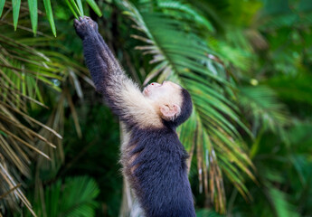 White-faced Capuchin - Cebus capucinus, beautiful bronw white faces primate, monkey from Costa Rica forest. in Manuel Antonio park. Central America..