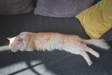 The Maine Coon cat sleeps on the sofa 