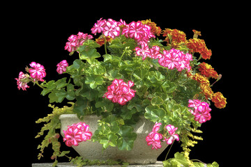 Terracotta pot with geranium flowers on black background in spring sunlight 
