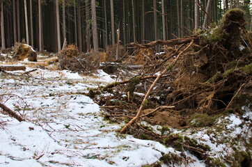 Fallen down, uprooted trees in the forest.