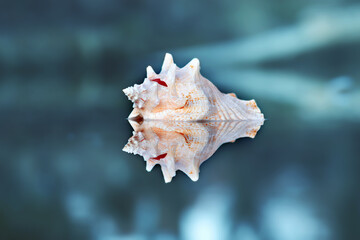 Muschel Reflektion im Wasser