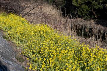 満開の菜の花　千葉県市川市　日本