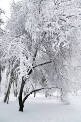 Trees covered with ice and snow, sleet load. Weather forecast concept. Snowy winter in a city park.