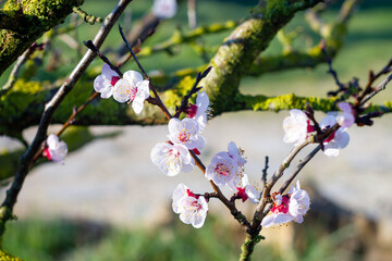 Marco picture of apricot flowers blooming on a branch , Organic garden , Italy .