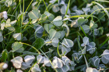 Green grass covered with hoarfrost.Frost on the plants, close-up shot of green grass with ice, morning frost on the field ,Italian winter 2021.