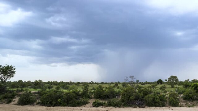 Lightning in the open savanna plains of Serengeti behind a acacia tree