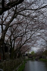 八幡堀と桜