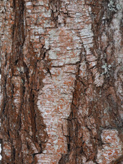 Obraz premium Background of natural birch tree bark with structure, close-up. Vertical picture with the texture of an old deciduous betula plant for design and decoration