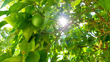 lime blossom tree and light