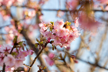 晴れた日の河津桜　千葉県市川市　日本