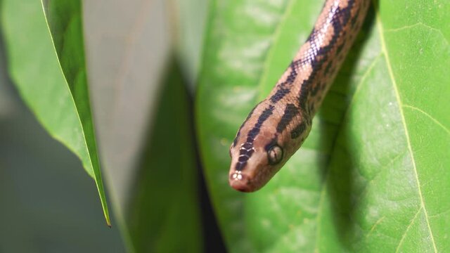 The Python quickly crawls along the branches of trees in search of prey.