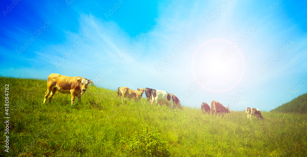 Wall mural cows in a green field