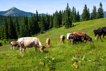 Fototapeta na wymiar Cows in a green field