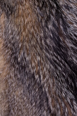 Texture. The skin of a wolf is black and red. Vertical orientation.