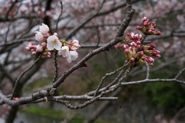 桜