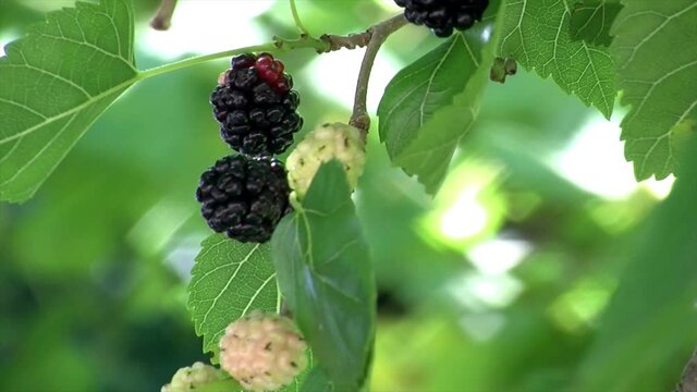 Close-up of mulberries swaying in wind.