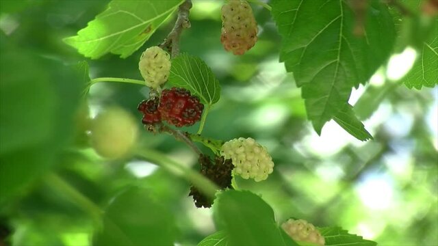 Close-up of insect-damaged mulberries on a Mulberry Tree (Morus Alba).
