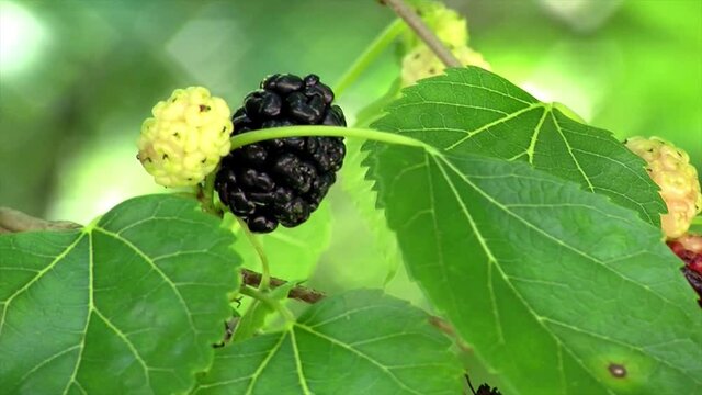 Close-up of ripe and unripe mulberries.