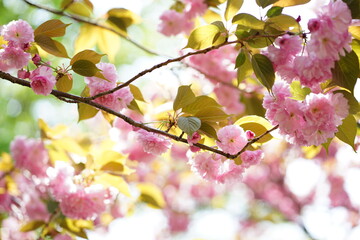 八重の桜
