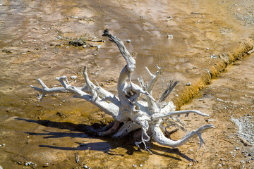The geothermal areas of Yellowstone include several geyser basins. West thumb is on the shores of Yellowstone Lake
