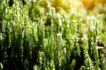 Green forest moss in a sunny day