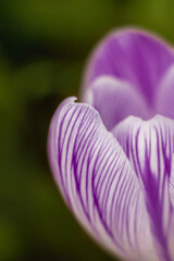 close up of a purple flower