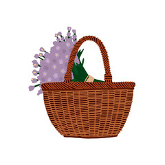Basket with a bouquet of lavender. Vector illustration isolated in a white background