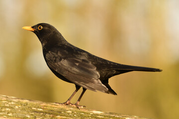 Blackbird perched on the fence.