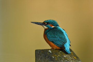 Kingfisher bird perched on the branch.