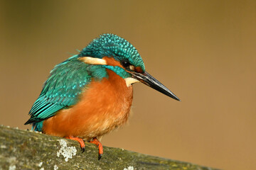 Kingfisher bird perched on the branch.